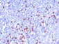  IgG (Immunoglobulin Gamma Heavy Chain) (B Cell Marker) Antibody - With BSA and Azide